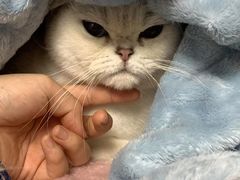 -格蕾宠物医院24H·猫科·肿瘤科·骨科中心(福州总院)