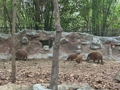 -清迈夜间动物园