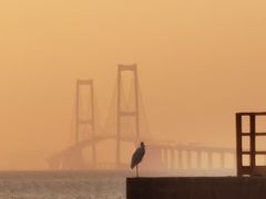 -宝安西湾红树林湿地公园