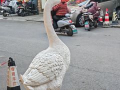 -巢湖名吃·东关老鹅汤(江南风情街店)