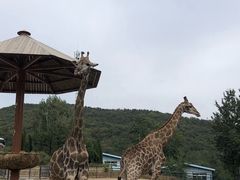 -大连森林动物园