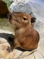 -Zoolung Zoolung动物主题公园(海信广场店)