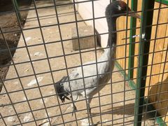 -青藏高原野生动物园