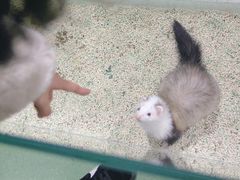 -藦茜花园宠物主题亲子互动体验馆(国顺东路店)