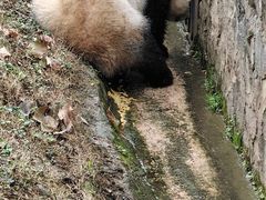 -都江堰中华大熊猫苑