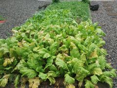 -柞水乾佑红门家菜