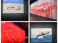 -罗红摄影艺术馆