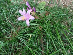 -黄海国家森林公园