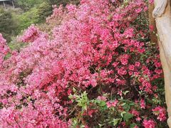 -木兰云雾山
