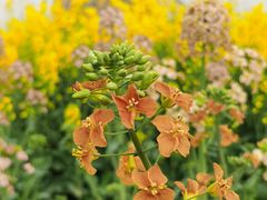 -中国天府农业博览园