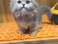 -欣宠猫屋·矮脚拿破仑·蓝金金渐层