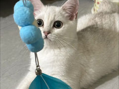 -柚子猫舍·精品猫舍购猫·猫咪认养·购宠·宠物店