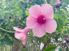 -西双版纳傣族园