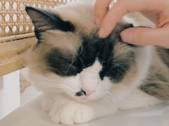 -共舞时光猫咖·狗咖(新街口店)