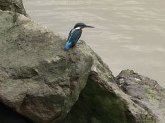 -大湾区中央湿地公园