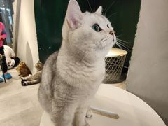 -猫儿山۰猫主题餐厅