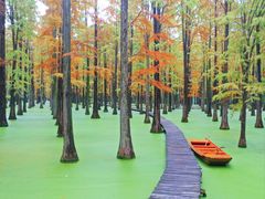 -渌洋湖湿地公园