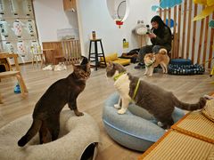 -柴迷FANS CLUB·柴犬狗咖·猫咖