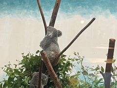 -广州长隆野生动物世界