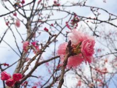 -天适樱花悠乐园