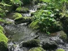 -五营国家森林公园