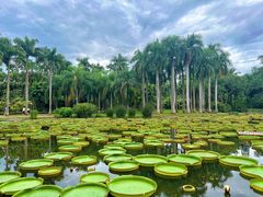 -中国科学院西双版纳热带植物园