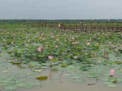 DSC01367-大湾区中央湿地公园