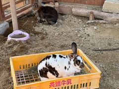 -神户市立六甲山牧场