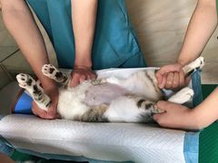 -安安宠医·安宠宠物医院