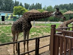 -北京野生动物园