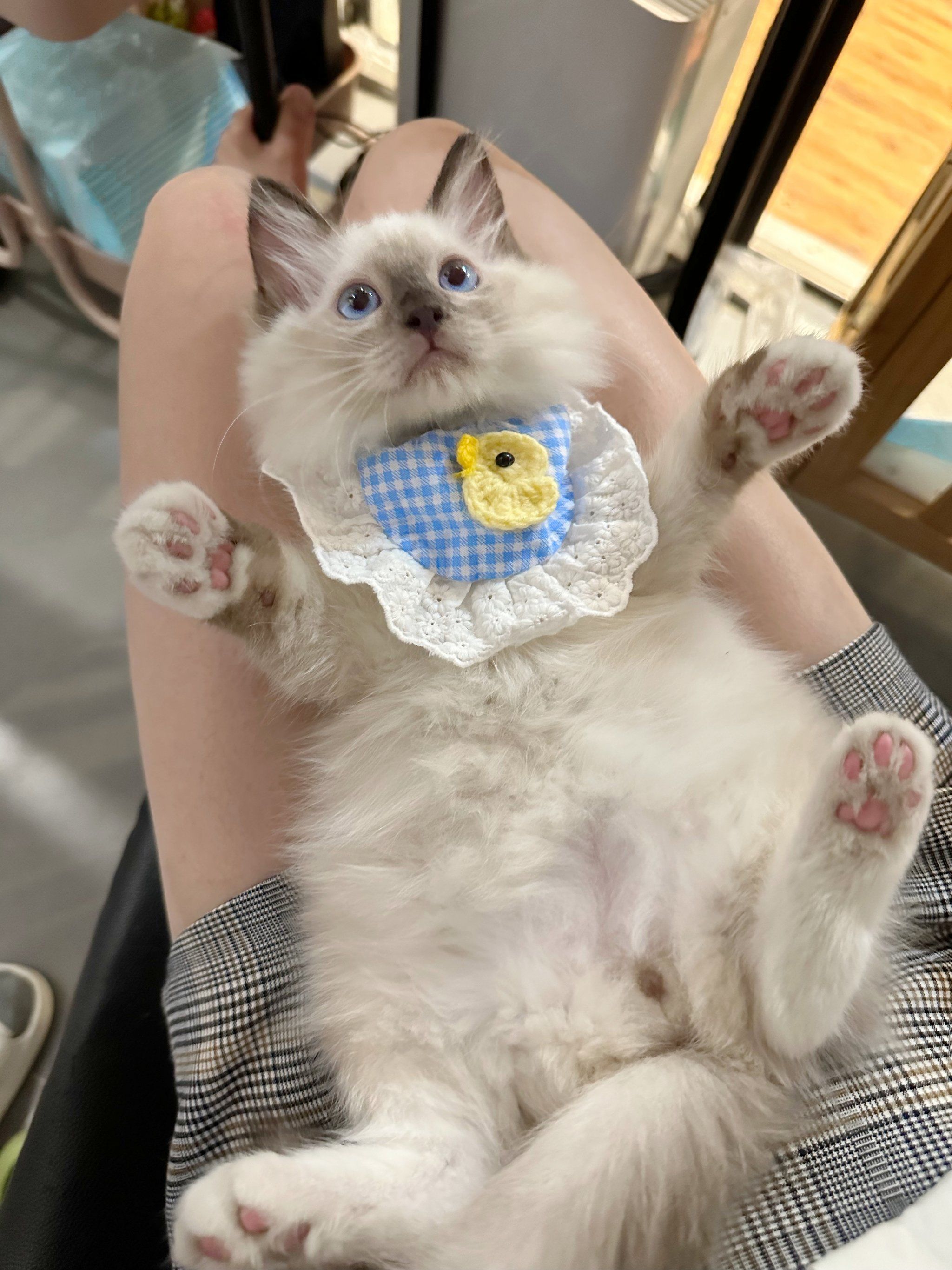 新手好养 可爱重点色手套布偶弟弟