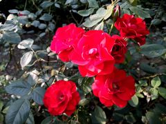 -滨河世纪广场公园