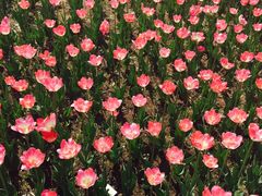 -长春公园(普阳街道)