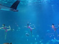 -烟台海昌鲸鲨海洋公园