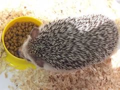 -藦茜花园宠物主题亲子互动体验馆(国顺东路店)