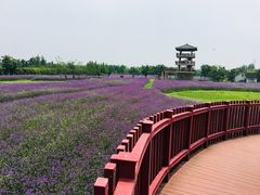 -杭州湾海上花田景区