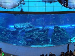 -迪拜水族馆及水下动物园