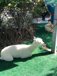 -萌宠亲子动物乐园(槐房万达店)