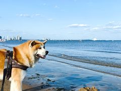 -东戴河风景区-止锚湾