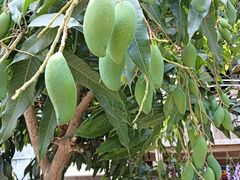 -西双版纳傣族园