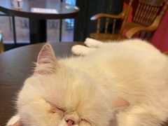 -猫色咖啡·猫咖