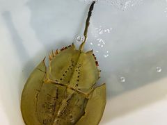 -拉威海鲜市场
