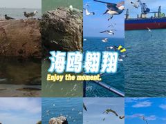 -海驴岛(荣成市)