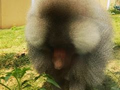 -合肥野生动物园