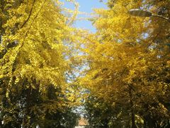 -四川大学(望江校区)