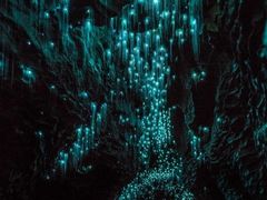 -怀托摩萤火虫洞