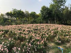 -广东花都香草世界旅游度假区