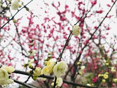 -林屋梅海青梅保护基地
