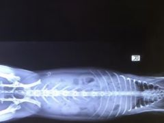 -雨林宠物医院 非犬猫异宠专科