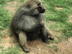 -西霞口神雕山野生动物世界